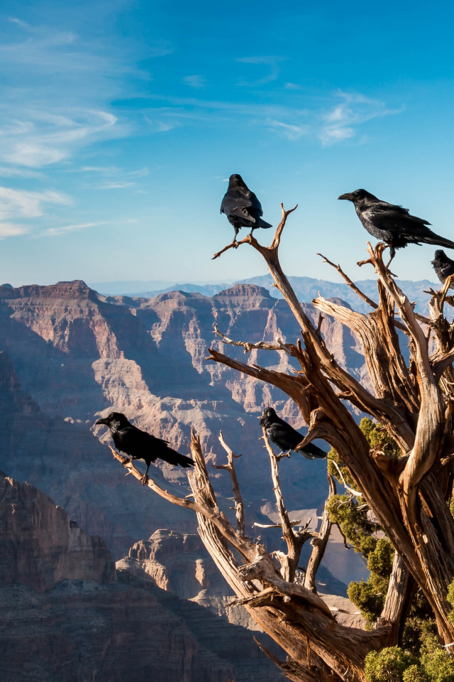 Ts Bird Mountain