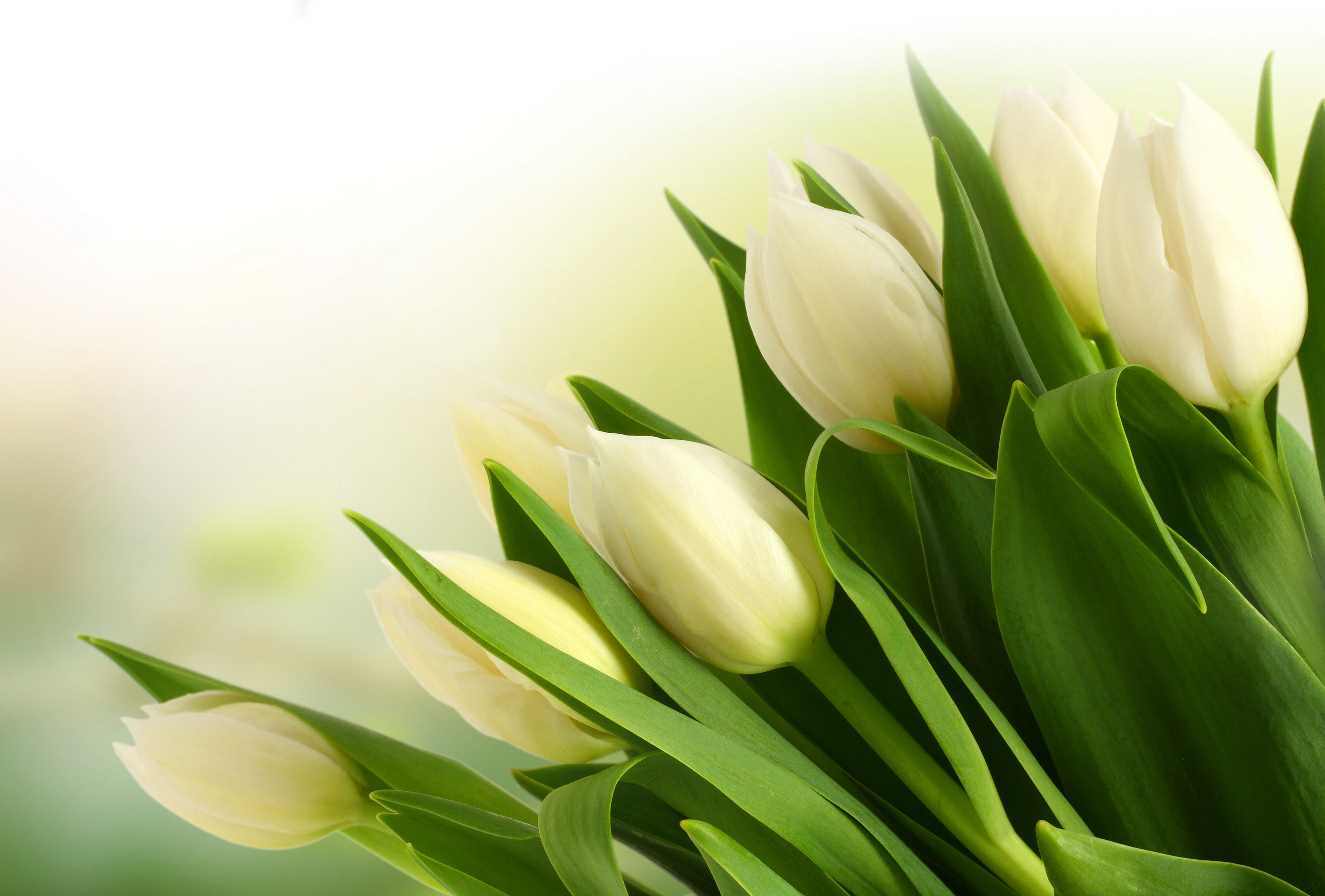 Букет весенних поздравлений. Цветы тюльпаны. Весенние цветы тюльпаны. Белые тюльпаны.