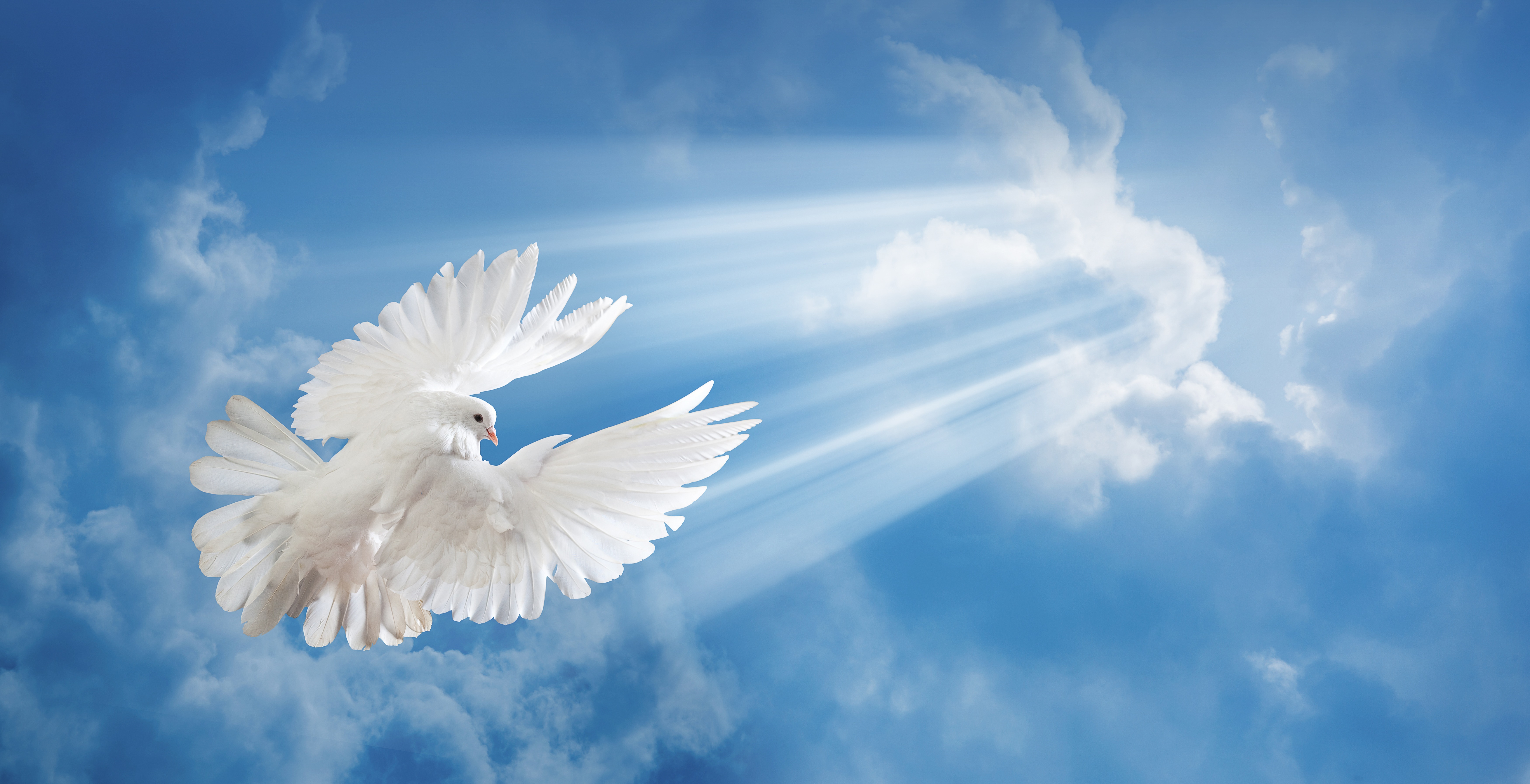 Фон голубей. Белые голуби в небе. Ангел с голубем. Мирное небо. Улетающий голубь в небо.