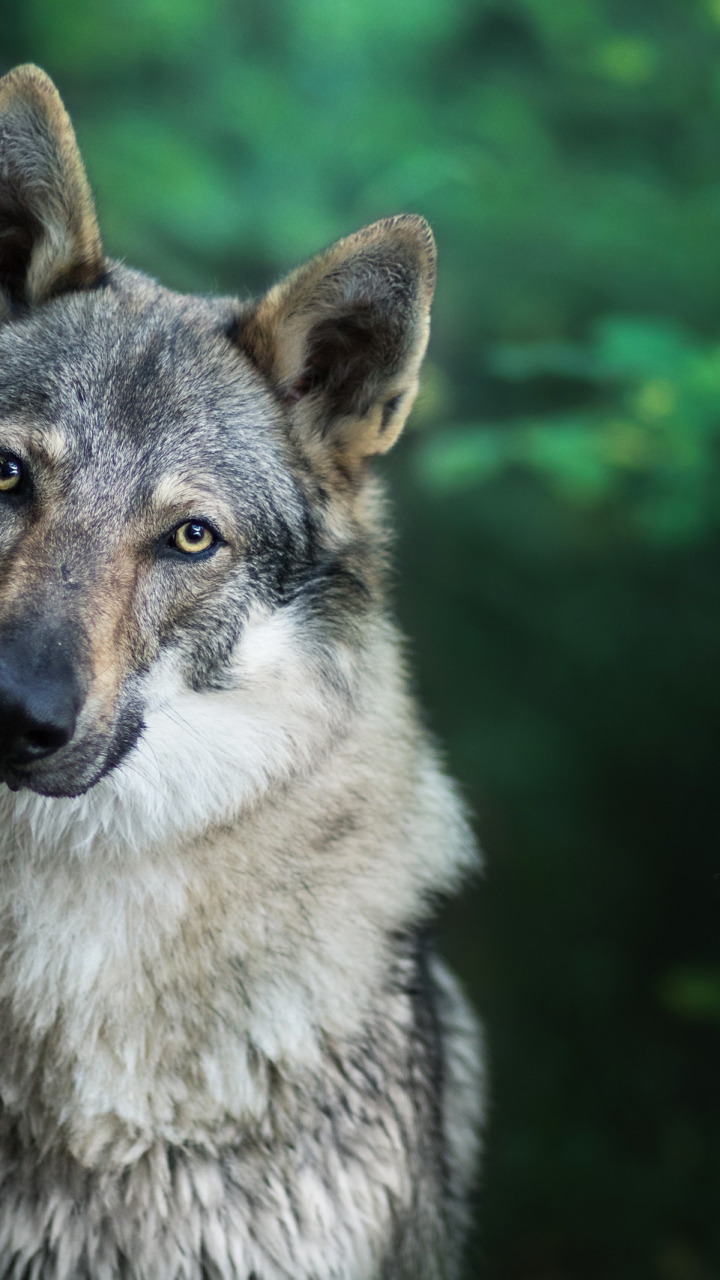 Download wallpaper nature, background, wolf, section dog in resolution ...