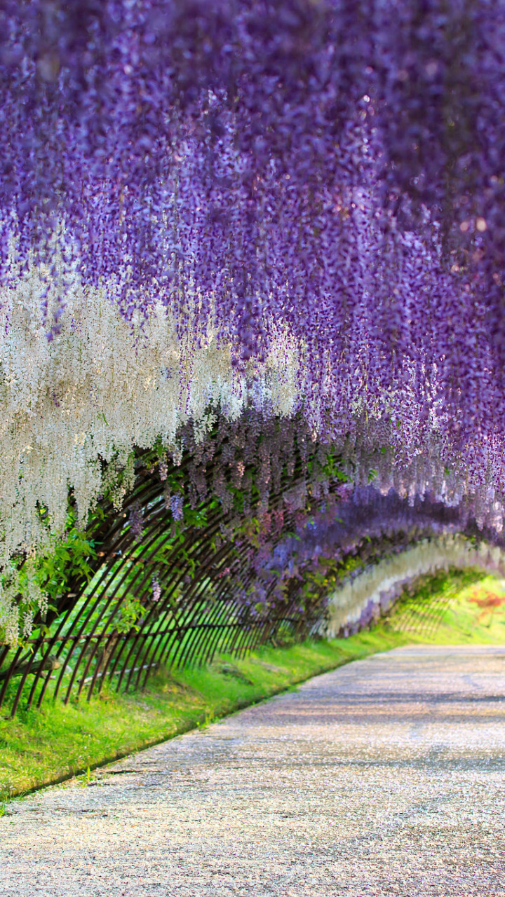 Download wallpaper Japan, Wisteria, Wisteria, flower tunnel, flower ...