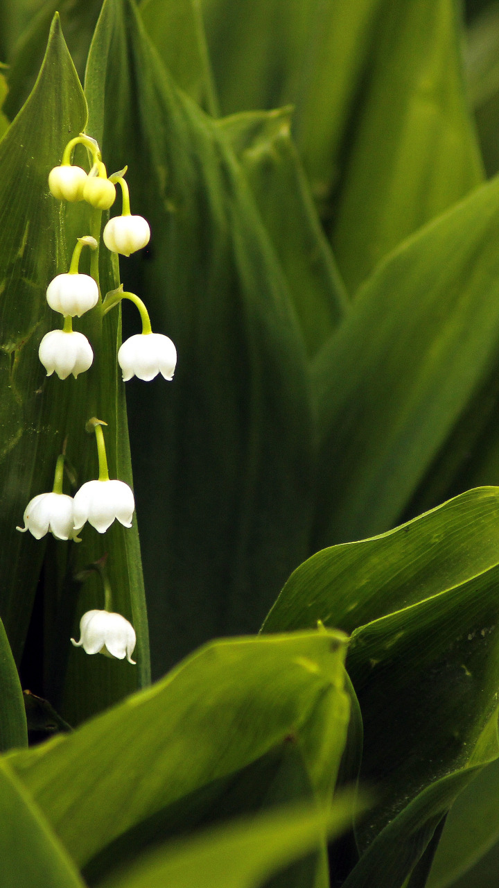 Download wallpaper Lilies of the valley, White flowers, Lilies of the ...