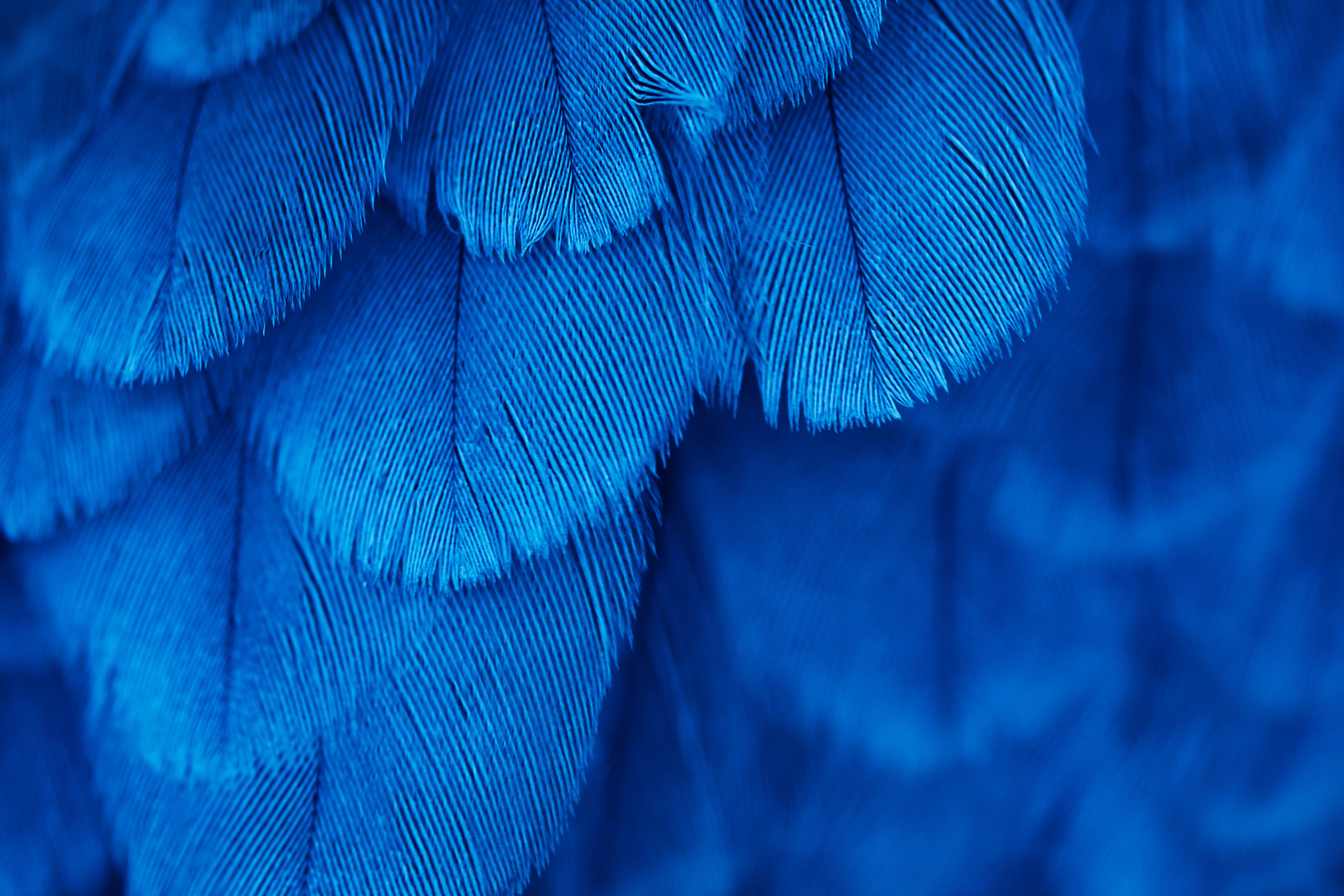 Pluma azul  Blue feather, Feather drawing, Feather