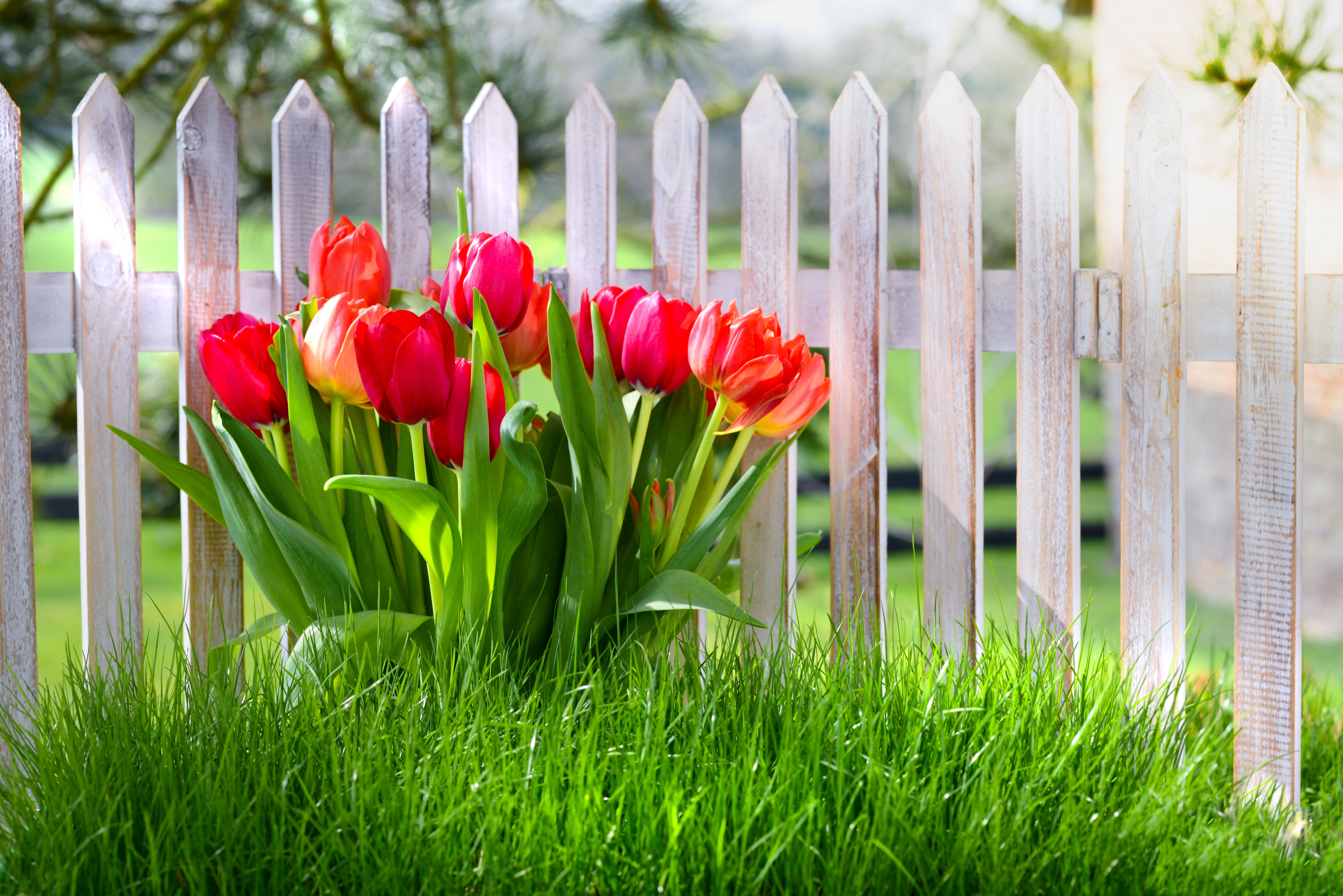 Wallpaper grass, flowers, the fence, spring, tulips, grass, nature, fence  for mobile and desktop, section цветы, resolution 7325x4888 - download