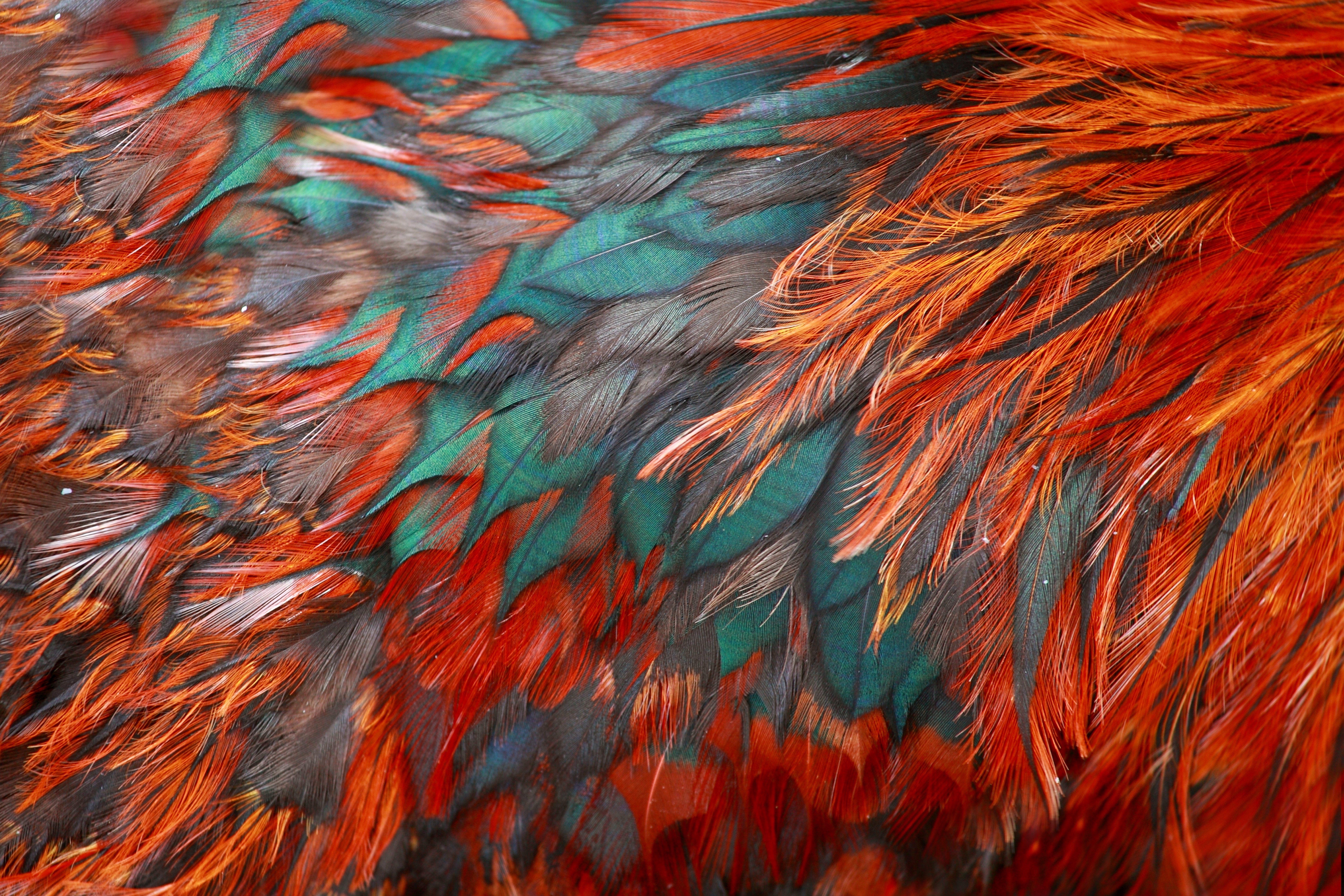 Пестрая картинка. Перья птиц. Яркие перья. Цветные перья. Перья текстура.