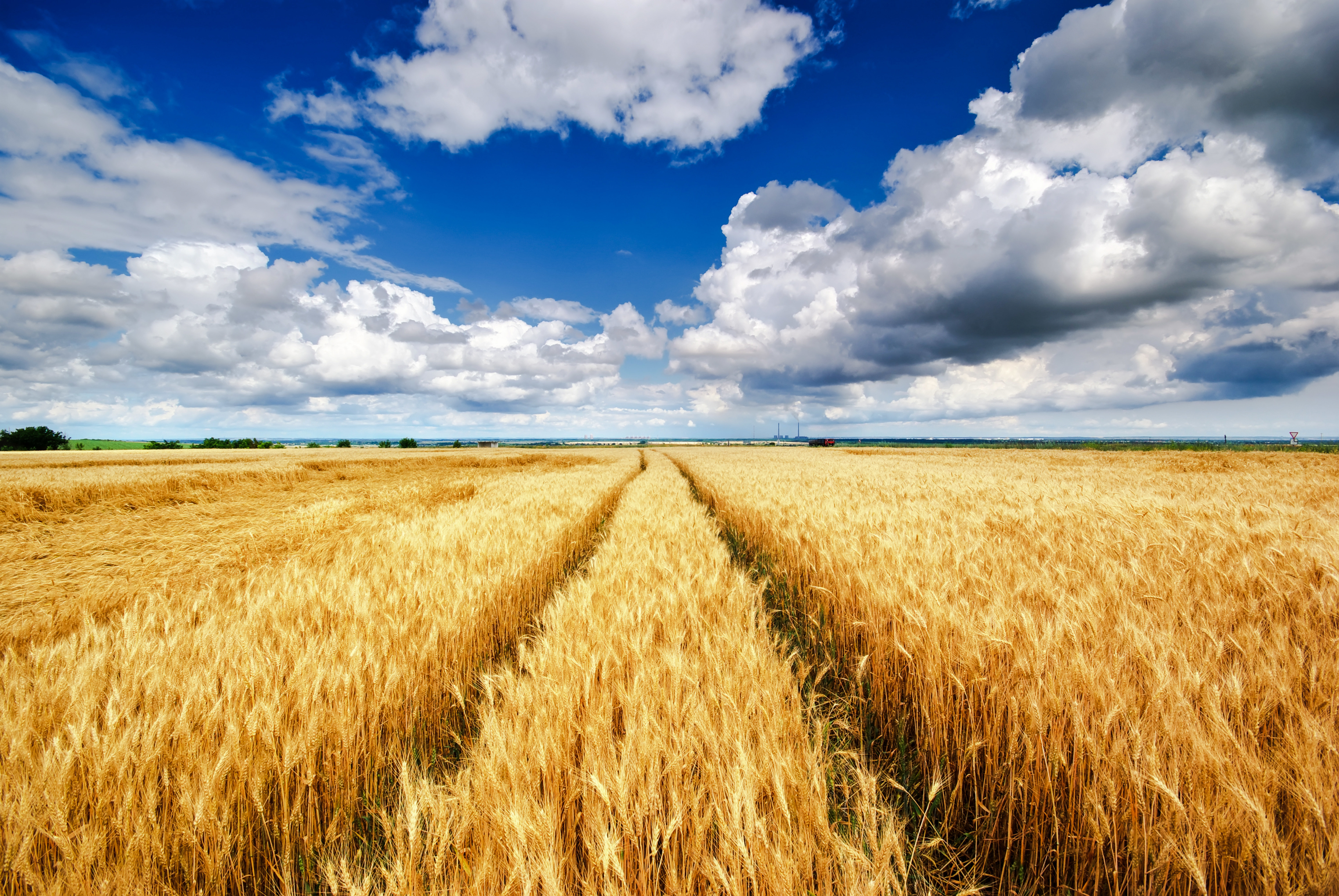 В тишине полей наливаются золотом колосья. Пшеничное поле Вангол. Рожь пшеница в поле России. Поля Орловская область пшеница.