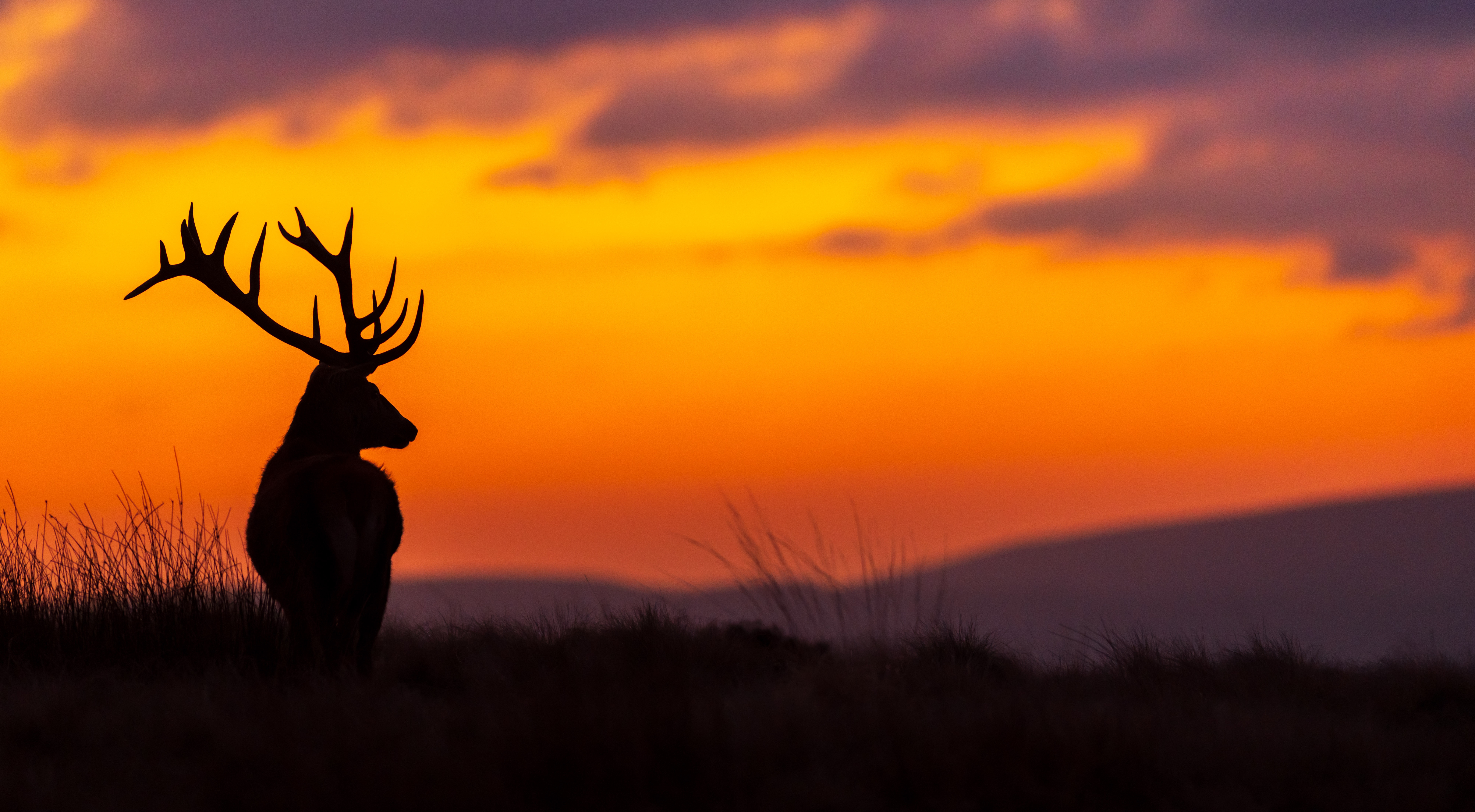 Download wallpaper sunset, beauty, the evening, deer, section animals in  resolution 7791x4289