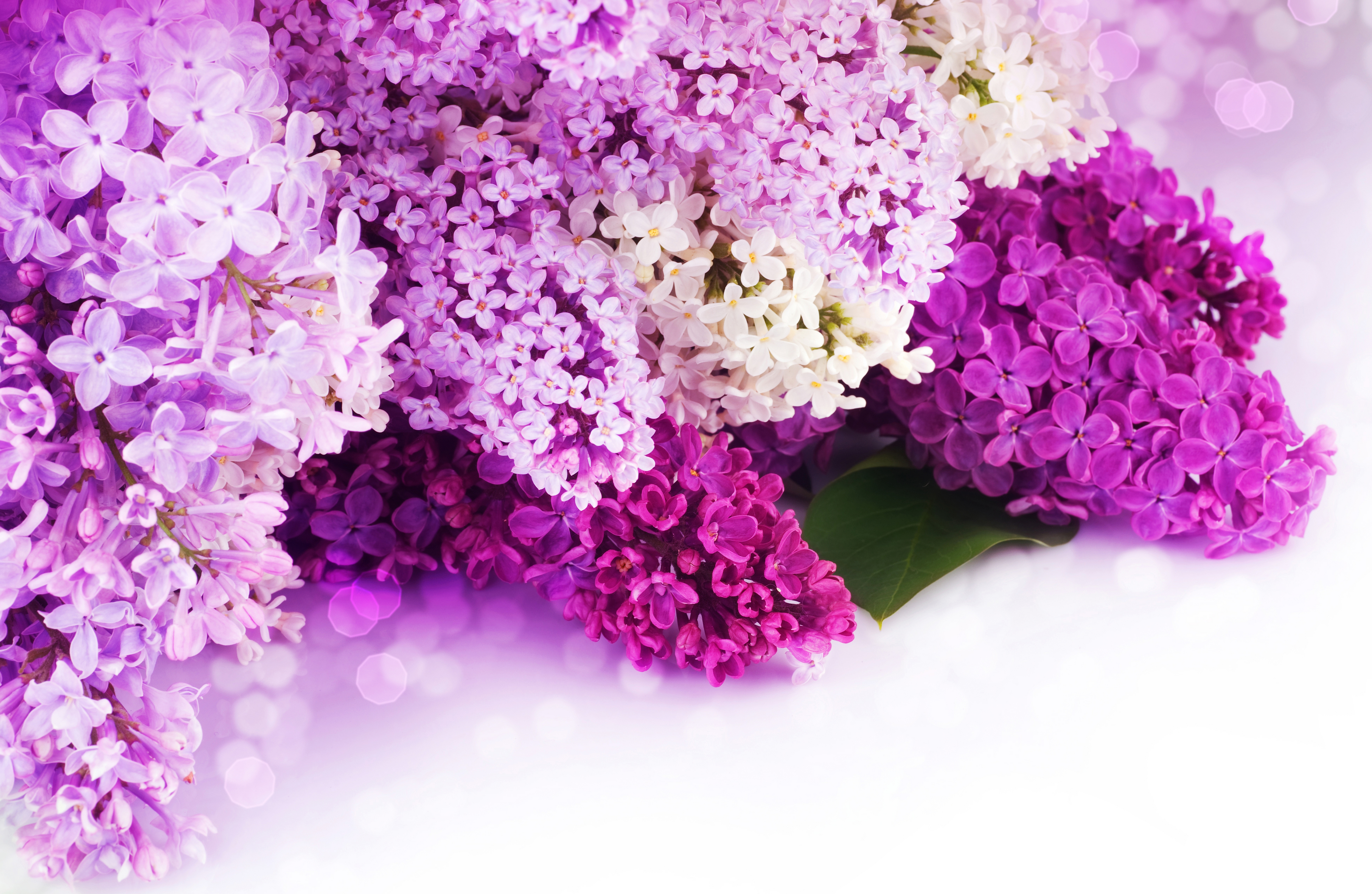 Wallpaper flowers, petals, purple, white, lilac, bokeh for mobile and  desktop, section цветы, resolution 7824x5100 - download