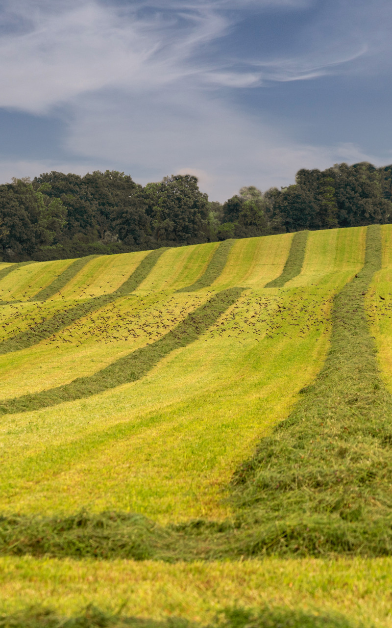 Download wallpaper field, forest, grass, strip, hill, hay, section ...