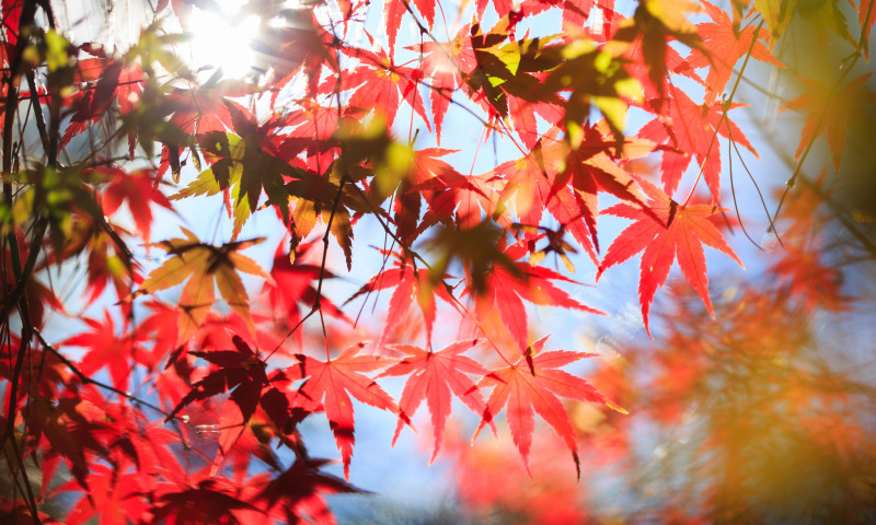 Download wallpaper autumn, leaves, tree, red, maple, crown, section ...