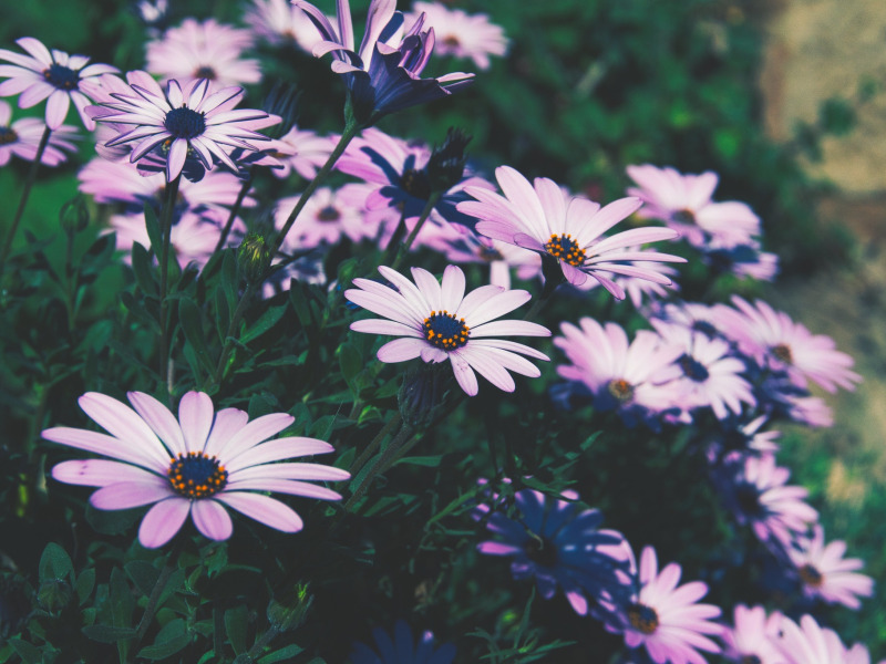 Download wallpaper flowers, background, flowerbed, section flowers in ...