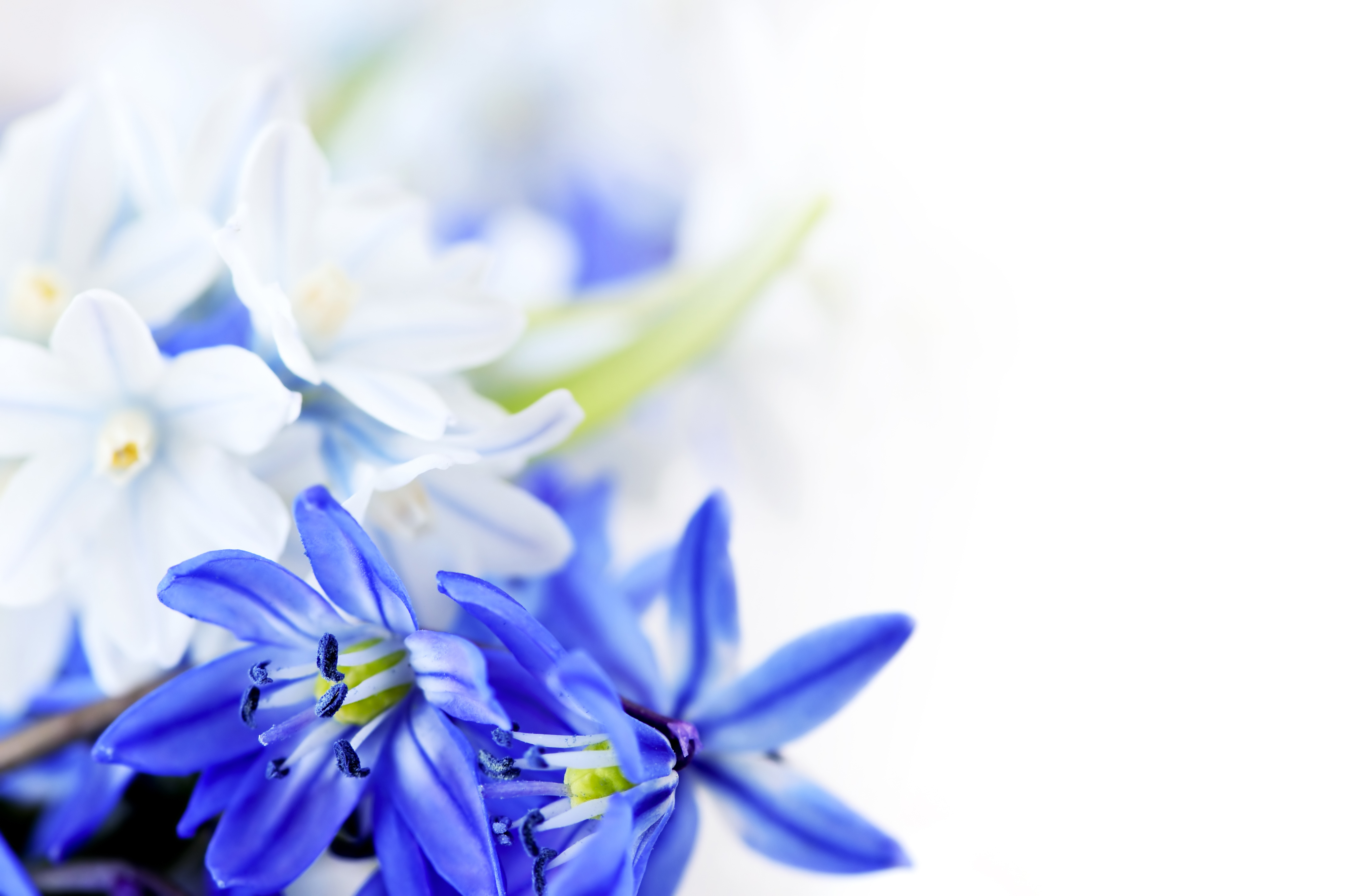 Мамочка с днем весны. Голубые цветы. Весенние цветы. Сине белые цветы. Фон цветы.