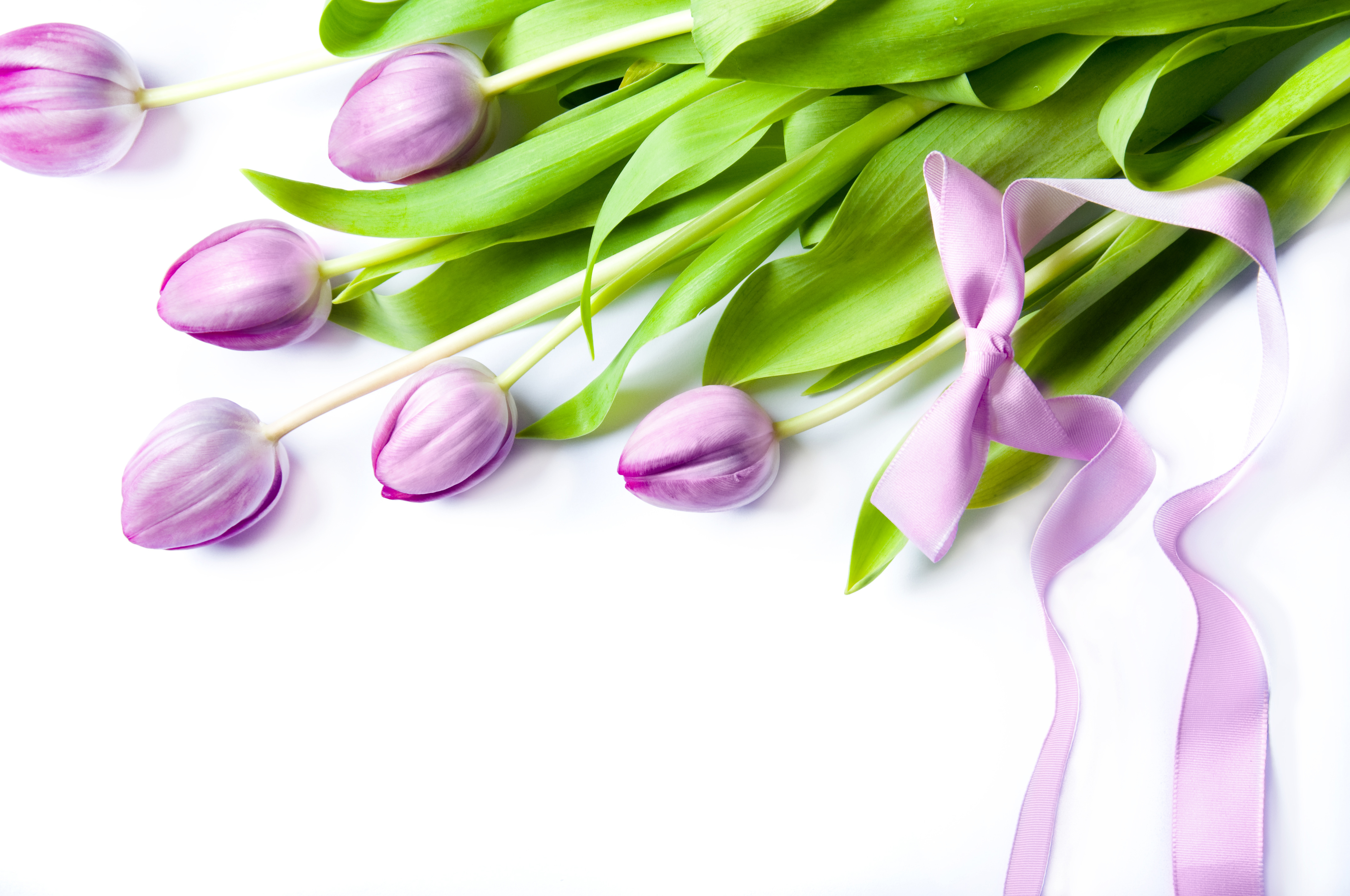 Букет весенних поздравлений. Тюльпан фиолетовый. Тюльпаны фон. Нежные весенние цветы.