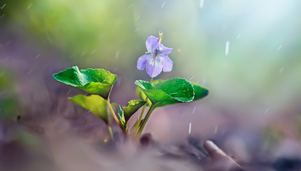 Spring with Rain