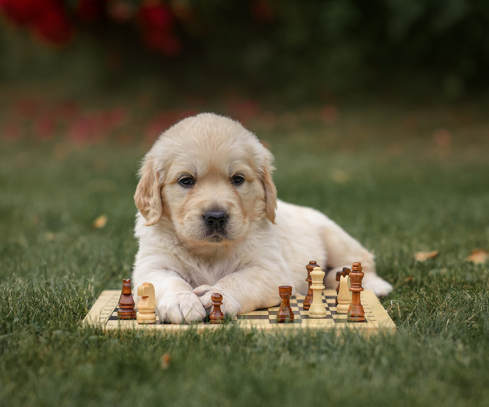 Chess Wallpapers on WallpaperDog