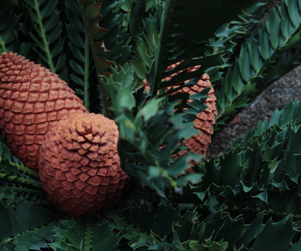 Sykas Tree Download wallpaper bump, plant, Cycas, tsikas, the cycads, Australia ...