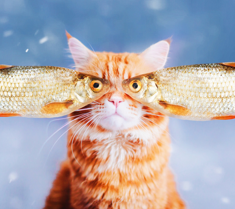 Fish cat