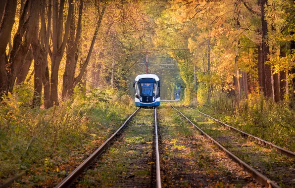 Metal, trees, autumn, foliage, train tracks