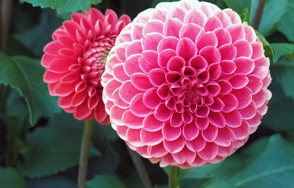 Picture flower, pink, Dahlia