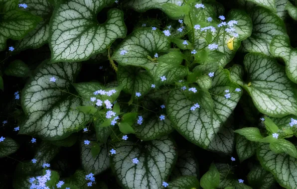 Greens, leaves, plant, flowers, Caladium