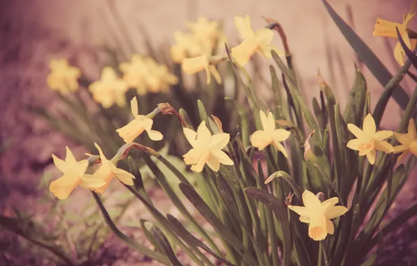 Picture flowers, yellow, daffodils
