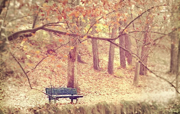 Autumn, fog, Park, bench