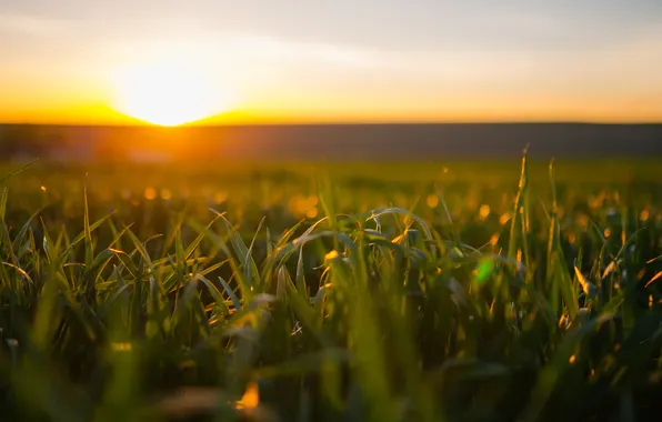 Picture field, light, morning