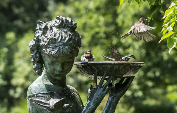 Birds, fountain, sparrows