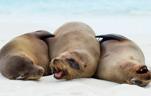 Nature, Galapagos sea lions, Zalophus wollebaeki