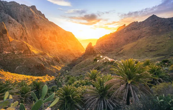 The sun, light, mountains, palm trees, rocks, view, cacti