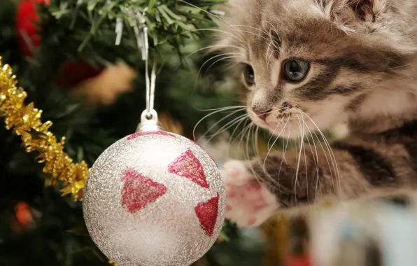 Holiday, new year, kitty, tinsel, happy kitten, Christmas balls, playful