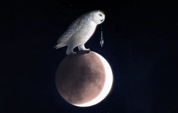 Owl, Bird, The moon, Space, Art, Owl, Into The Bear, by Into The Bear