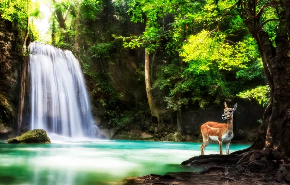 Forest, trees, nature, animal, waterfall, deer, Thailand, Thailand