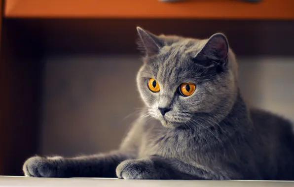 Cat, cat, look, grey, furniture, paws, lies, face