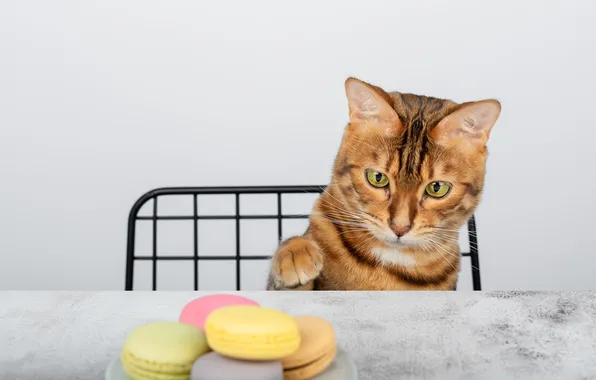 Cat, cat, look, pose, table, cookies, red, face