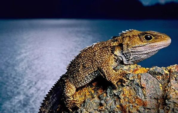 Picture New Zealand, lizard, reptile, tuatara, clubology, the tuatara