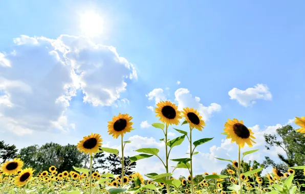 Field, summer, the sun, clouds, rays, light, sunflowers, flowers