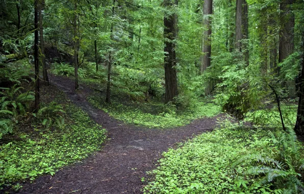 Picture forest, trees, nature, path