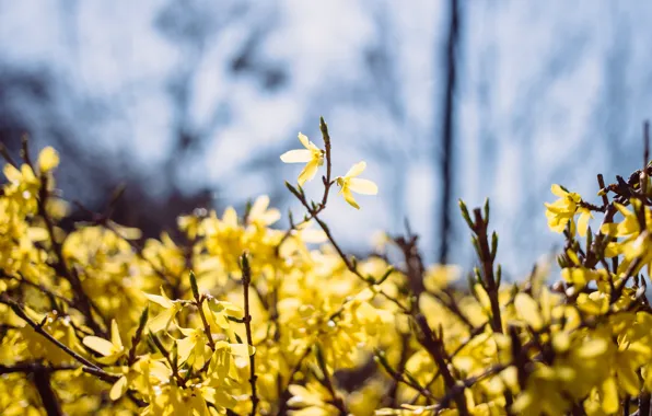 Flowers, Nature, Color, Yellow, Spring, Leaves, Plant, Garden