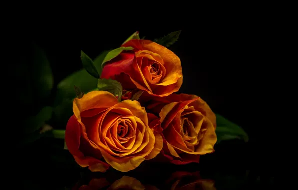 Background, black, roses, bouquet, petals, buds