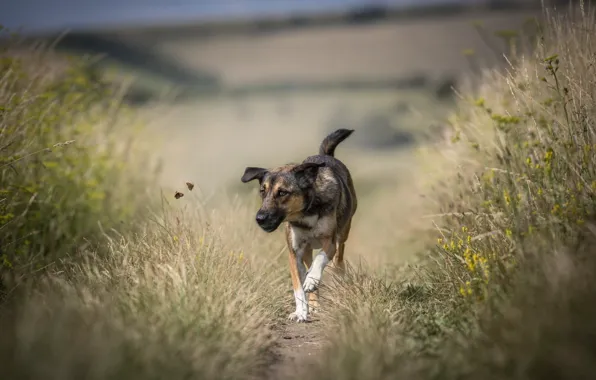 Picture summer, each, dog