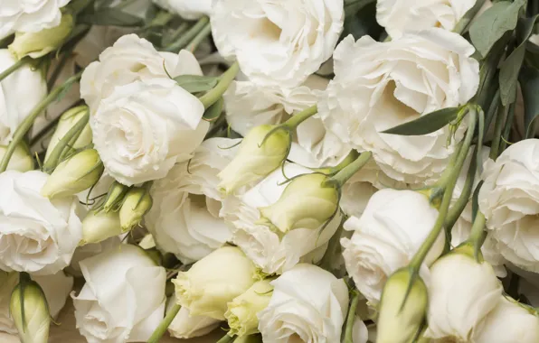 Flowers, bouquet, white, eustoma, eustoma