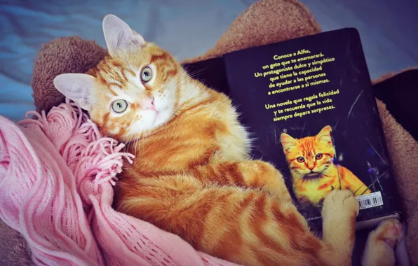 Picture cat, cat, look, comfort, scarf, muzzle, lies, book