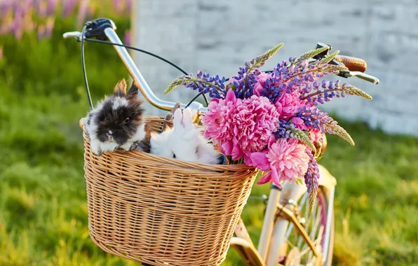 Flowers, bike, rabbits, flowers, rabbits, Bicycle
