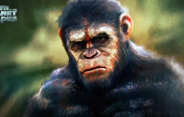 Picture monkey, the primacy of, caesar, Planet of the apes: the Revolution, Dawn of the Planet …