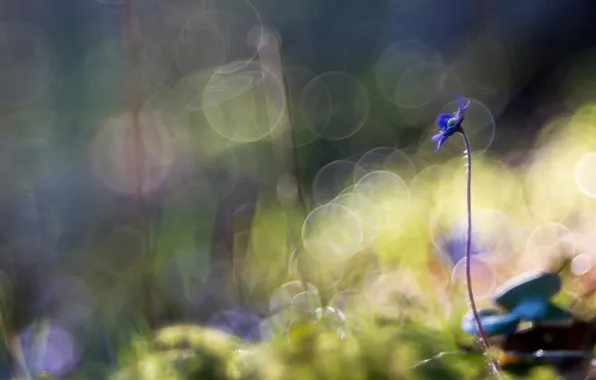 Light, flowers, nature, violet