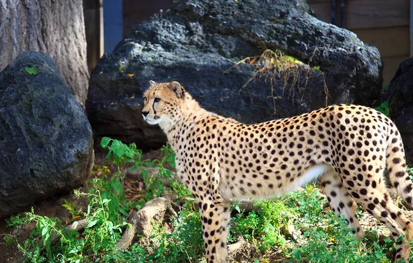 Cheetah, predatory cat, chetah