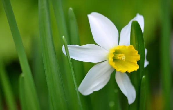 Leaves, petals, stamens, Narcissus