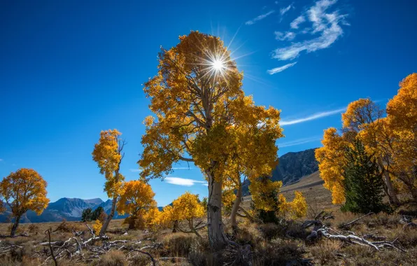 Autumn, trees, nature