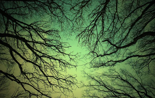 Forest, the sky, trees, landscape, Park, branch, Nature